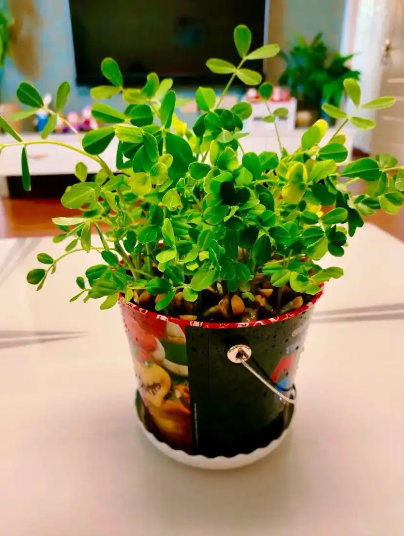 火龙果籽种植方法会长果吗