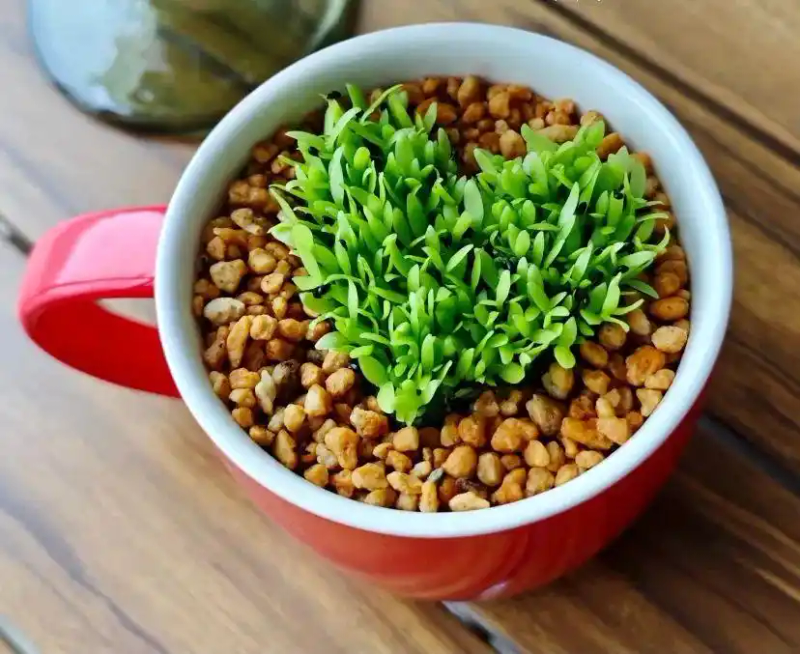 火龙果籽种植方法会长果吗