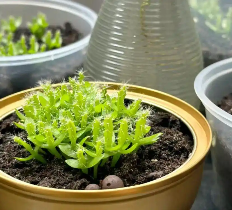 火龙果籽种植方法会长果吗