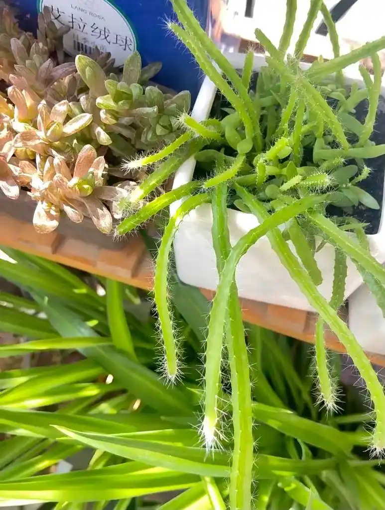 火龙果籽种植方法会长果吗