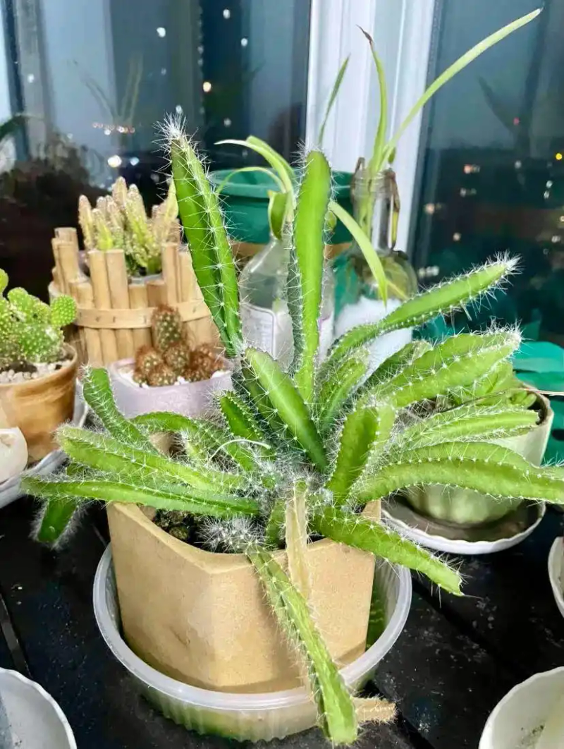 火龙果籽种植方法会长果吗