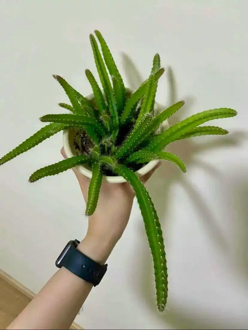 火龙果籽种植方法会长果吗