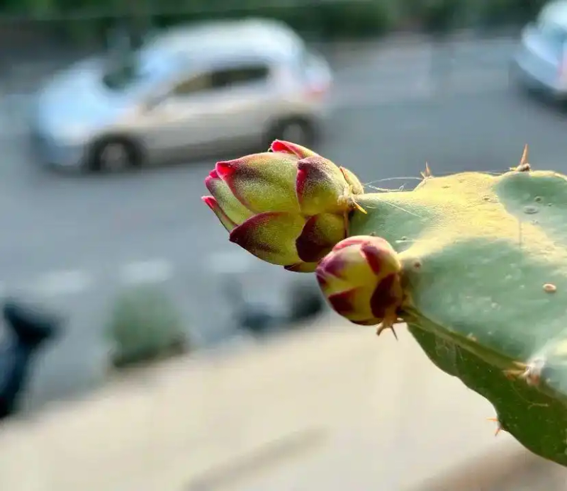 火龙果籽种植方法会长果吗