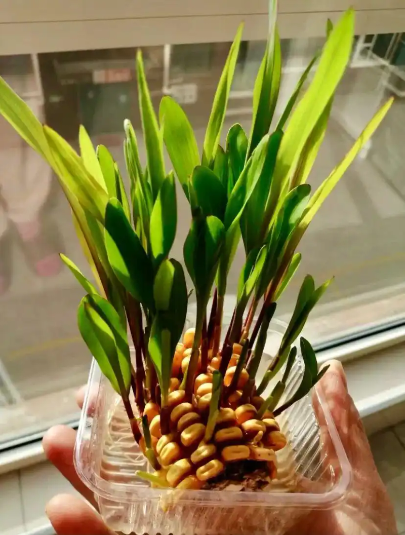 火龙果籽种植方法会长果吗