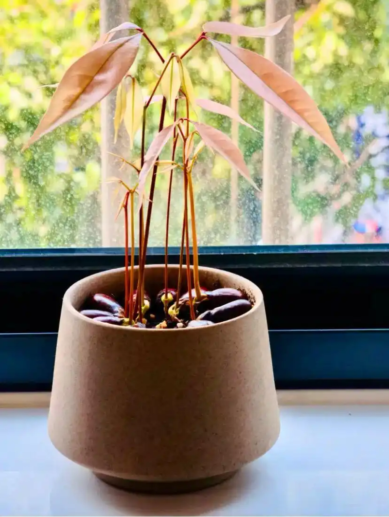 火龙果籽种植方法会长果吗