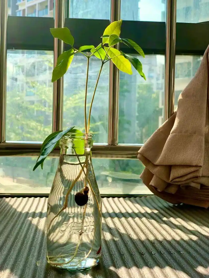 火龙果籽种植方法会长果吗