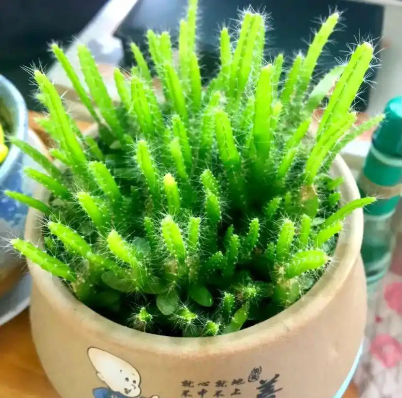 火龙果籽种植方法会长果吗