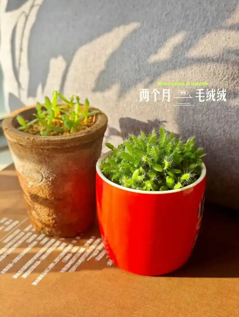 火龙果籽种植方法会长果吗