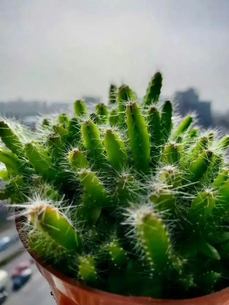 火龙果籽种植方法会长果吗