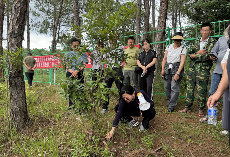 中药黄精的种植技术