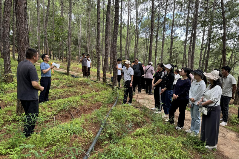 中药黄精的种植技术