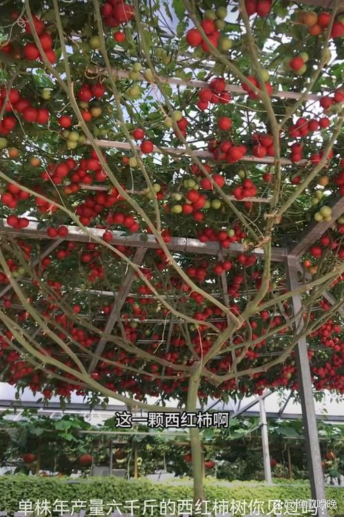 寿光果蔬行情手机版