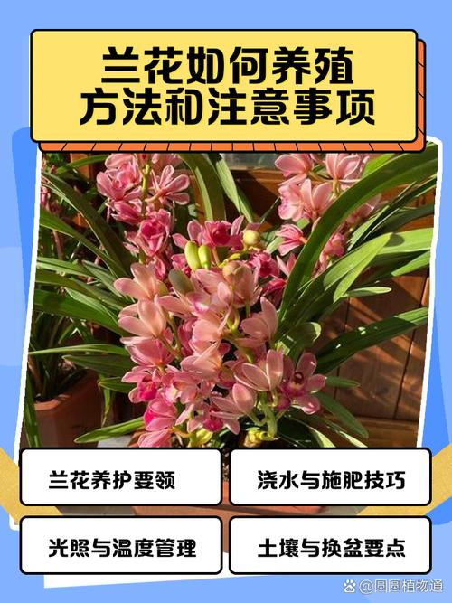 自兰花的种植方法