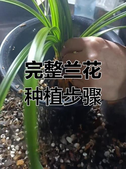 自兰花的种植方法