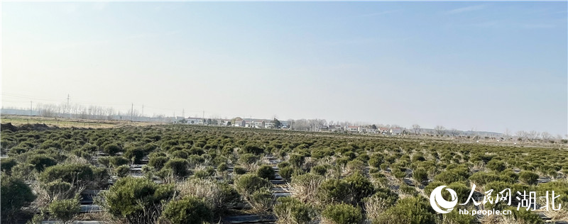 迷迭香种植方法