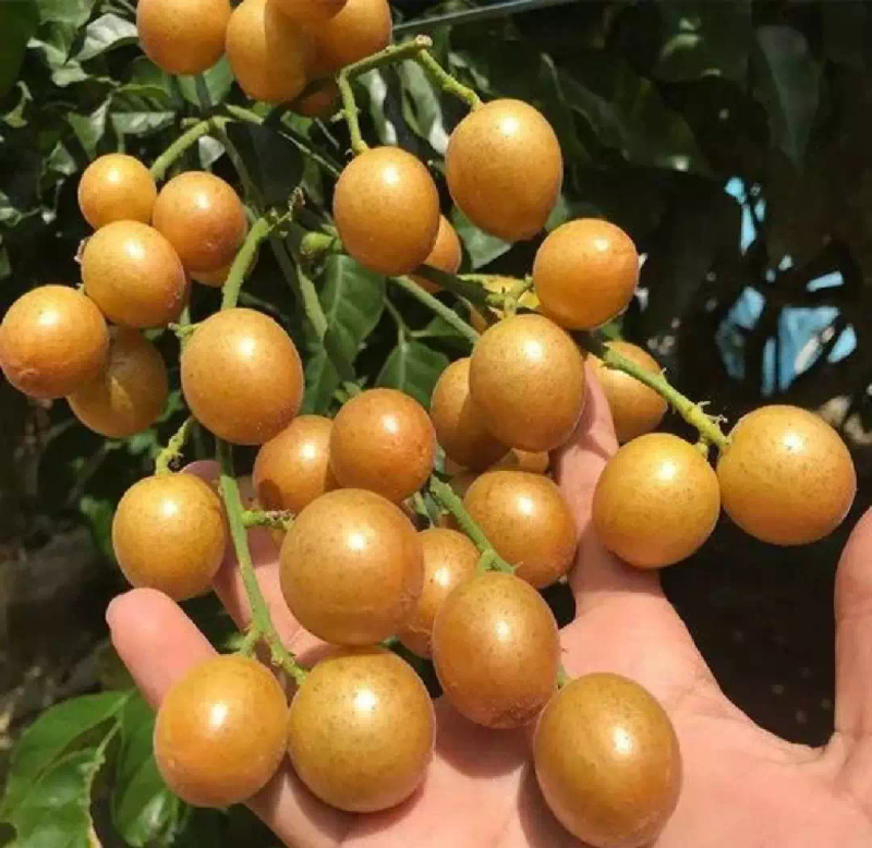 North growing southern fruit