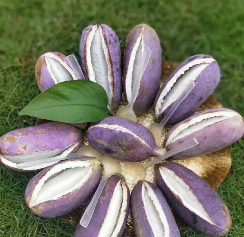 North growing southern fruit