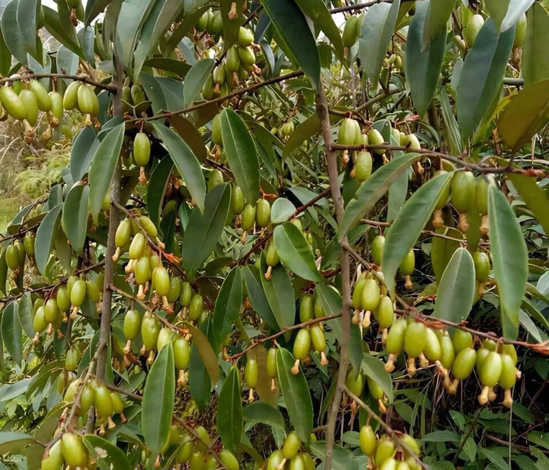 North growing southern fruit