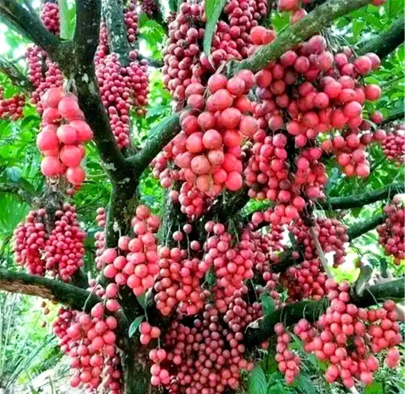 North growing southern fruit