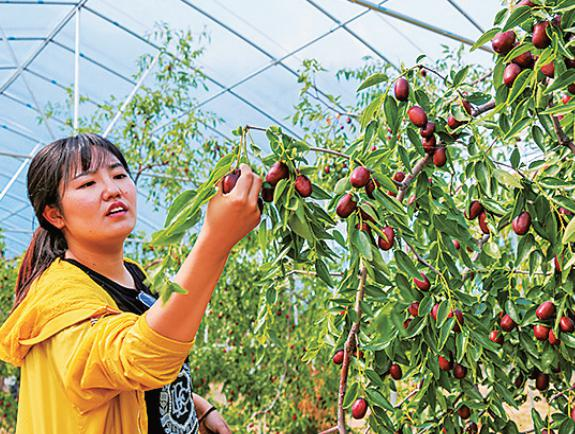 大枣种植技术
