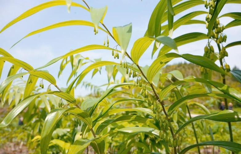 中药黄精的种植技术