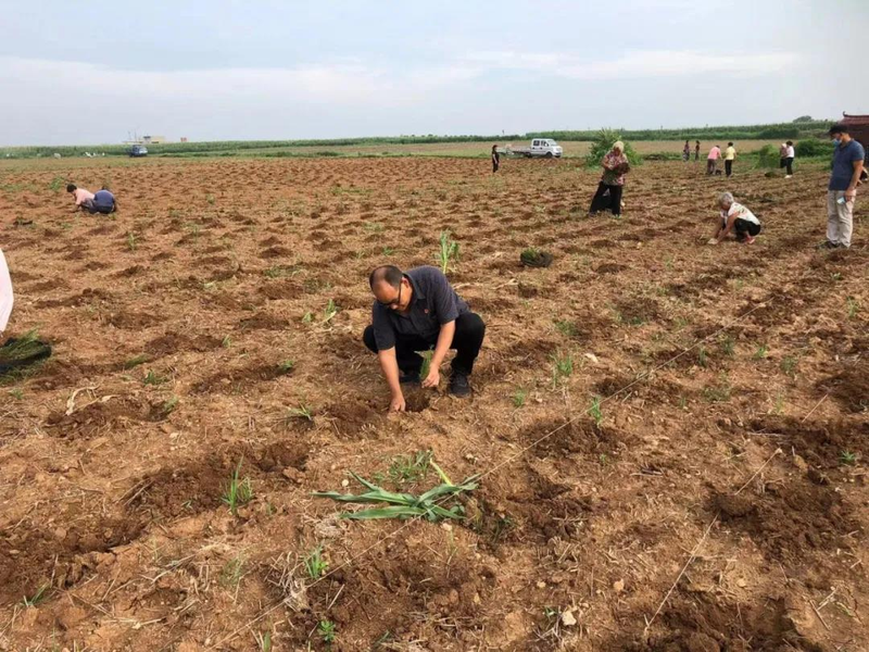 迷迭香种植方法