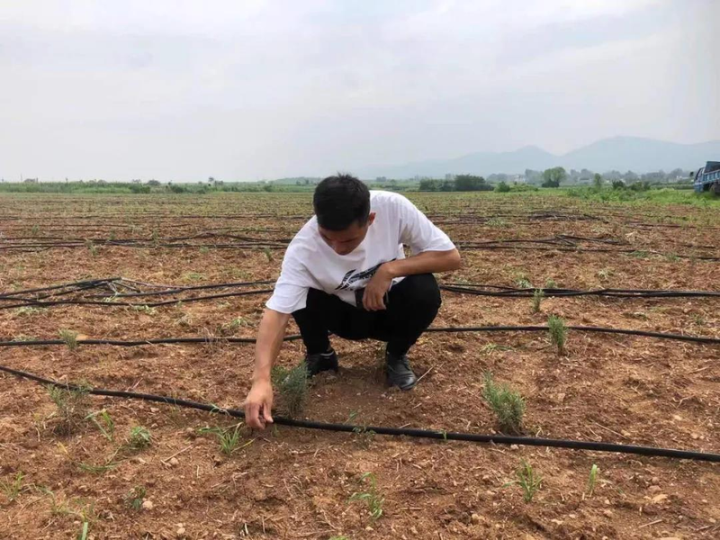 迷迭香种植方法