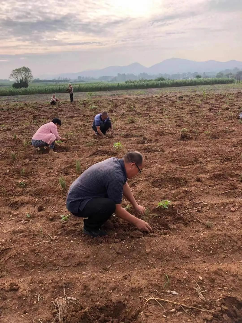 迷迭香种植方法