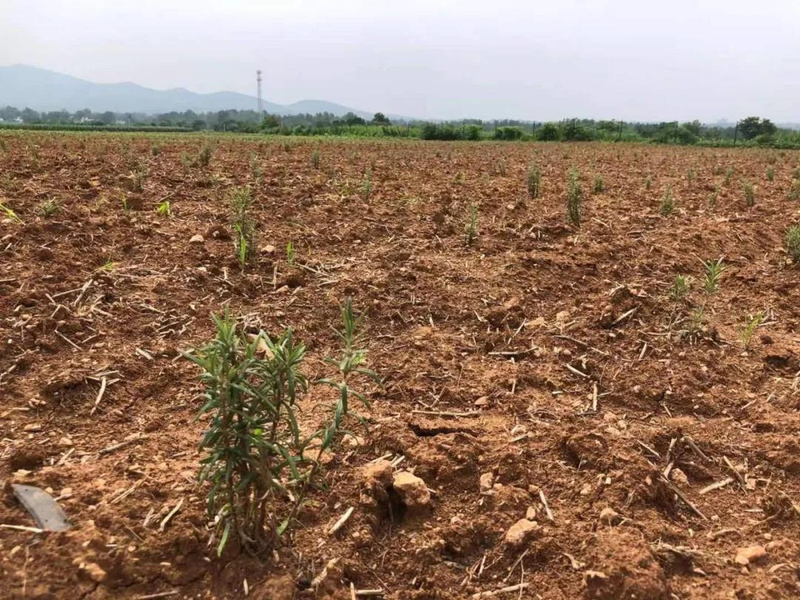 迷迭香种植方法