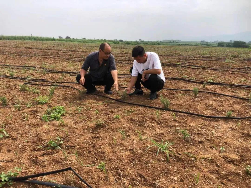 迷迭香种植方法