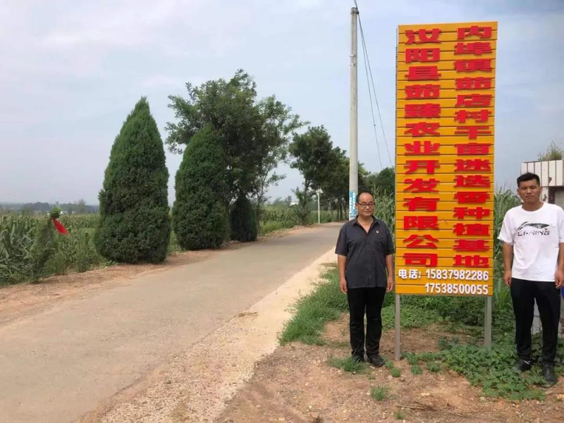 迷迭香种植方法