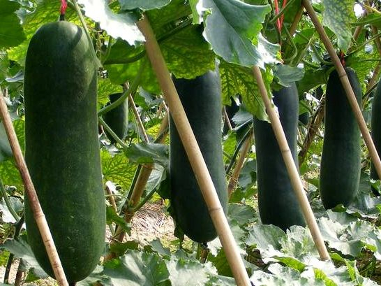 冬瓜的种植技术