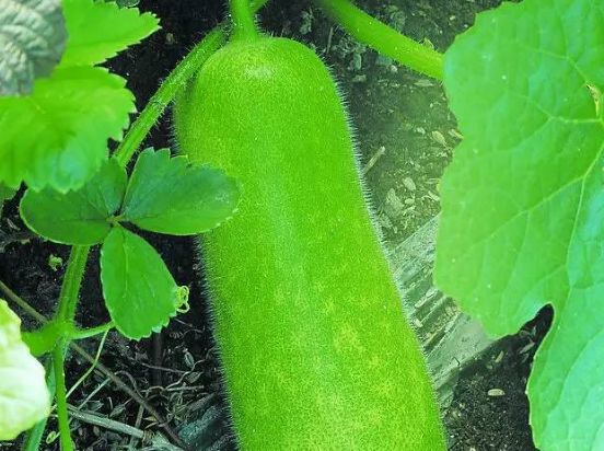 冬瓜的种植技术