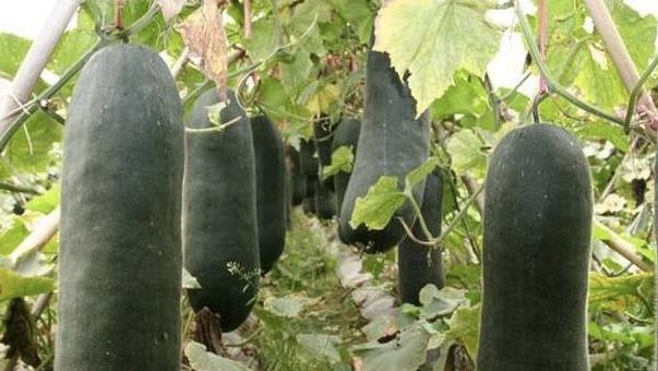 冬瓜的种植技术