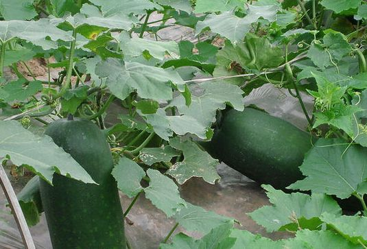 冬瓜的种植技术