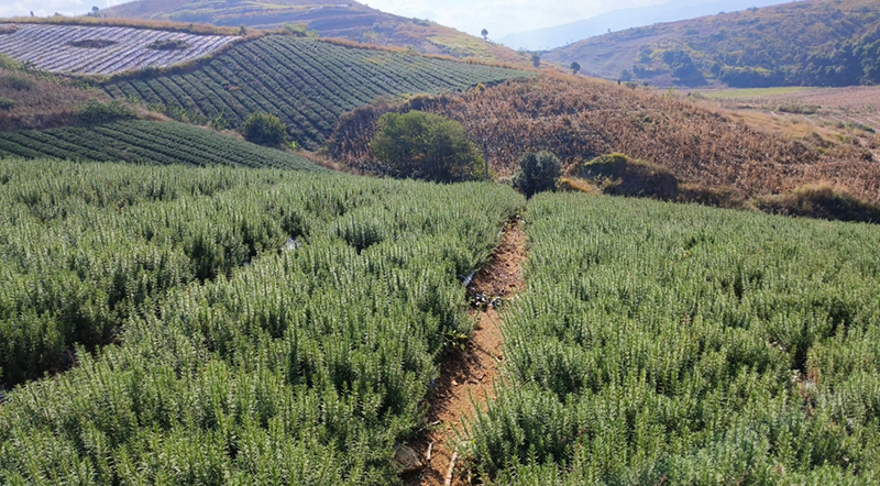迷迭香种植方法