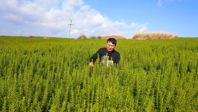 迷迭香种植方法
