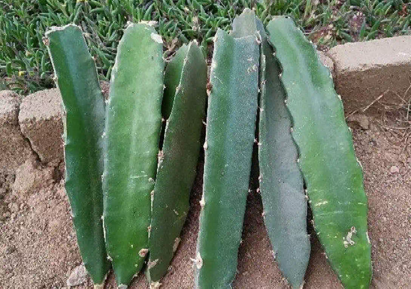 火龙果籽种植方法会长果吗