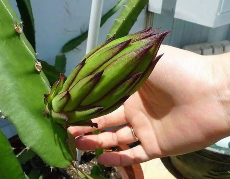 火龙果籽种植方法会长果吗