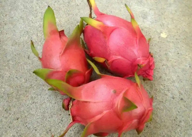 火龙果籽种植方法会长果吗