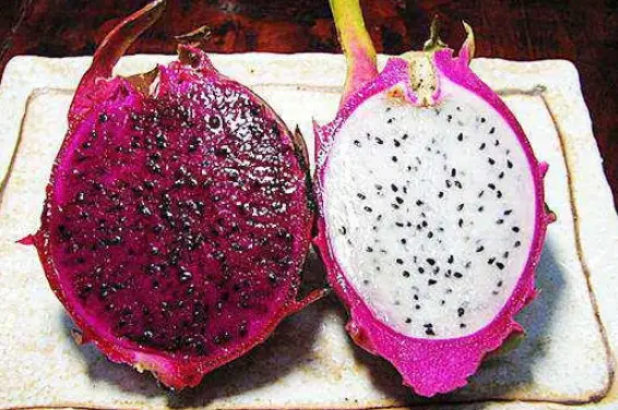 火龙果籽种植方法会长果吗