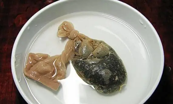 火龙果籽种植方法会长果吗