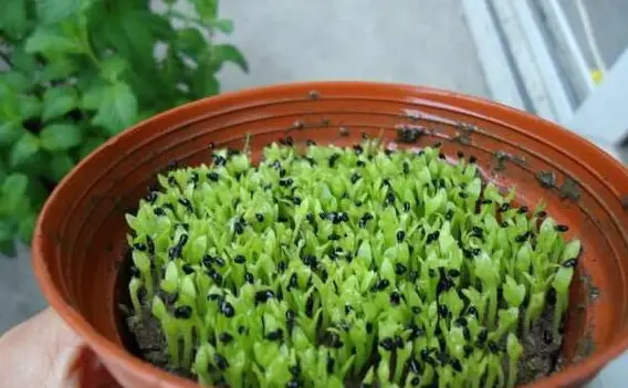 火龙果籽种植方法会长果吗