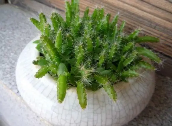 火龙果籽种植方法会长果吗