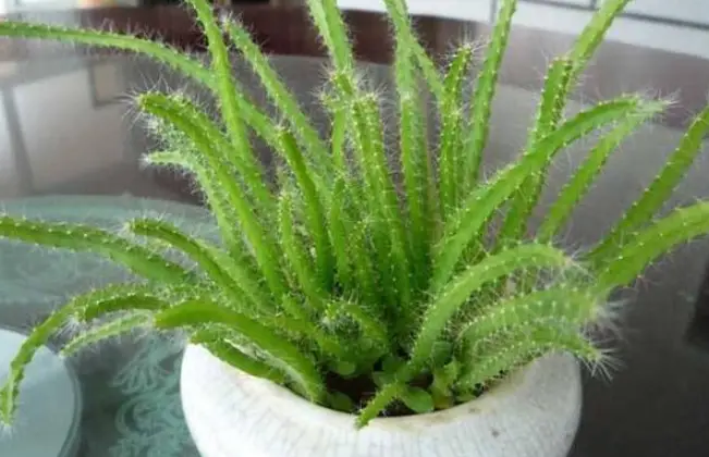 火龙果籽种植方法会长果吗