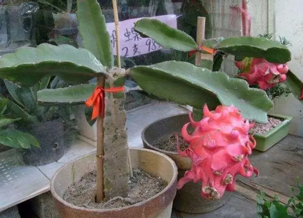 火龙果籽种植方法会长果吗