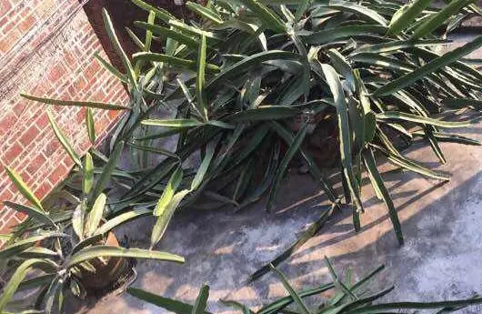 火龙果籽种植方法会长果吗