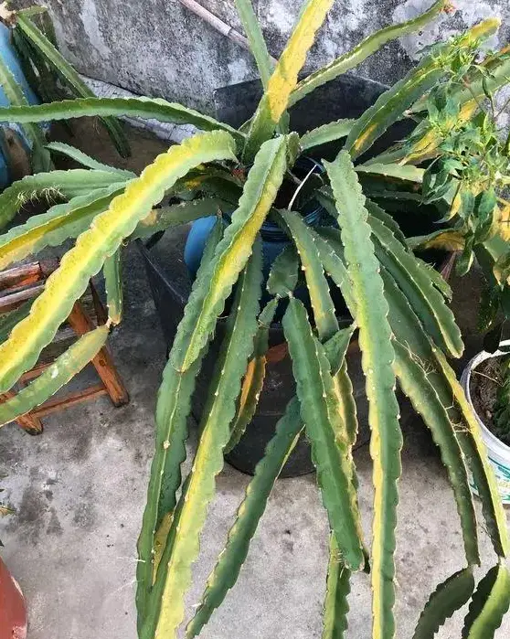 火龙果籽种植方法会长果吗