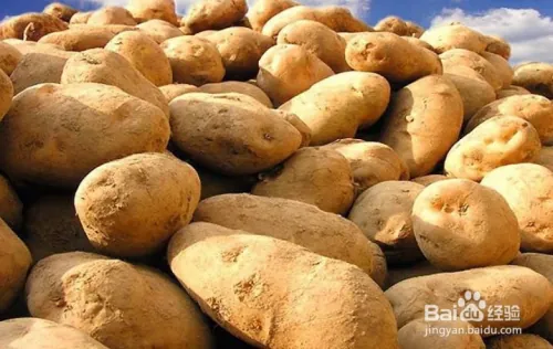 夏季马铃薯的种植技术