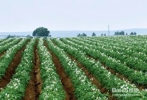 夏季马铃薯的种植技术